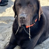 Entry image for Porter 