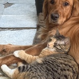 Entry image for Dusty