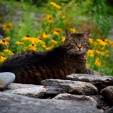 Entry image for Shima 