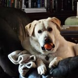 Entry image for Youppi