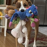 Entry image for Freya