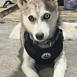 Entry image for Finley