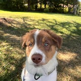 Entry image for Finn