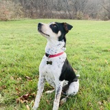 Entry image for Nugget 