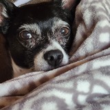 Entry image for Misha