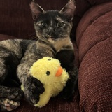 Entry image for Maple