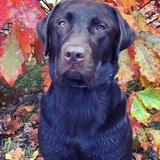 Entry image for Dublin