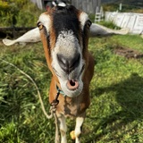 Entry image for Blueberry