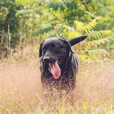 Entry image for Sadie