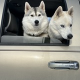 Entry image for Aurora & Angel