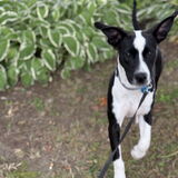 Entry image for Jersey Girl