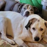 Entry image for Remi and Lucy