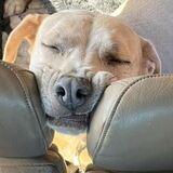 Entry image for Addie