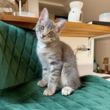 Entry image for Nimbus