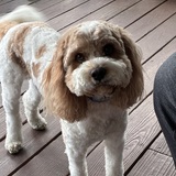 Entry image for Rusty