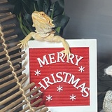 Entry image for Mushu