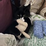 Entry image for Luna 