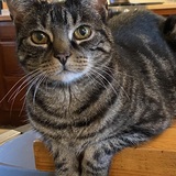 Entry image for Bear