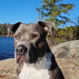 Entry image for Gunner