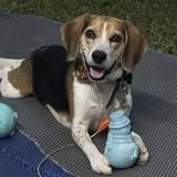 Entry image for Jasper