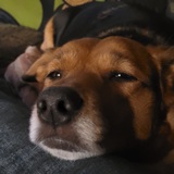 Entry image for Zelda