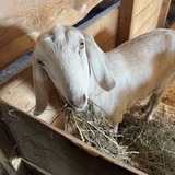 Entry image for Sergeant Buttersworth