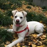 Entry image for Snow