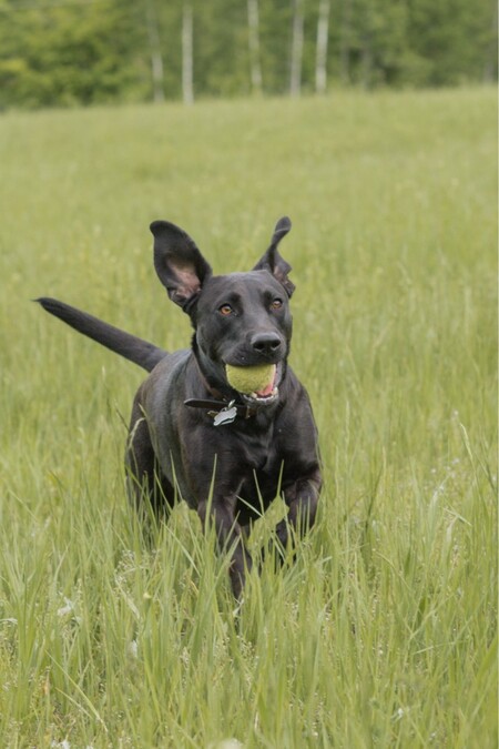 Entry image for Hank. Clicking this image will show a larger photo