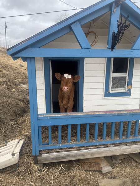 Entry image for Newt. Clicking this image will show a larger photo