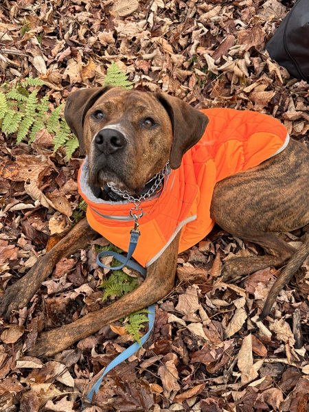 Entry image for Weston. Clicking this image will show a larger photo