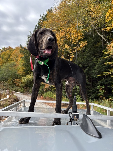 Entry image for Walker. Clicking this image will show a larger photo