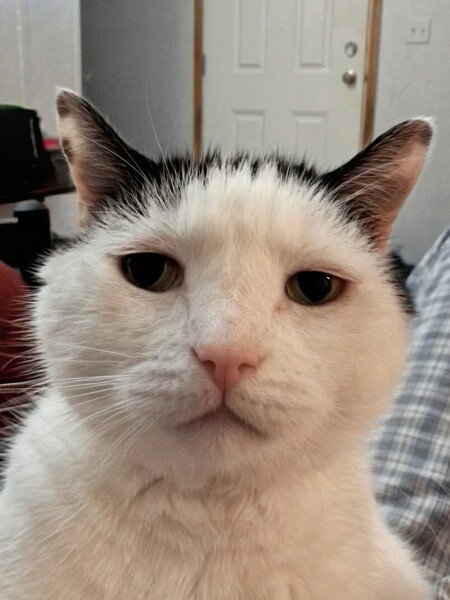 Entry image for Joey. Clicking this image will show a larger photo