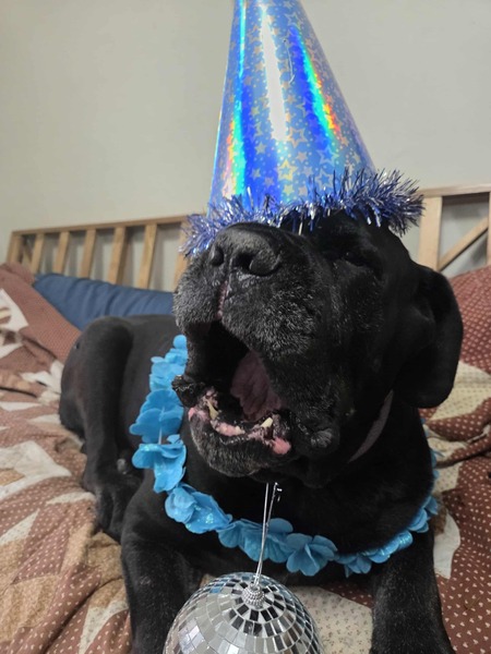 Entry image for Ruger. Clicking this image will show a larger photo