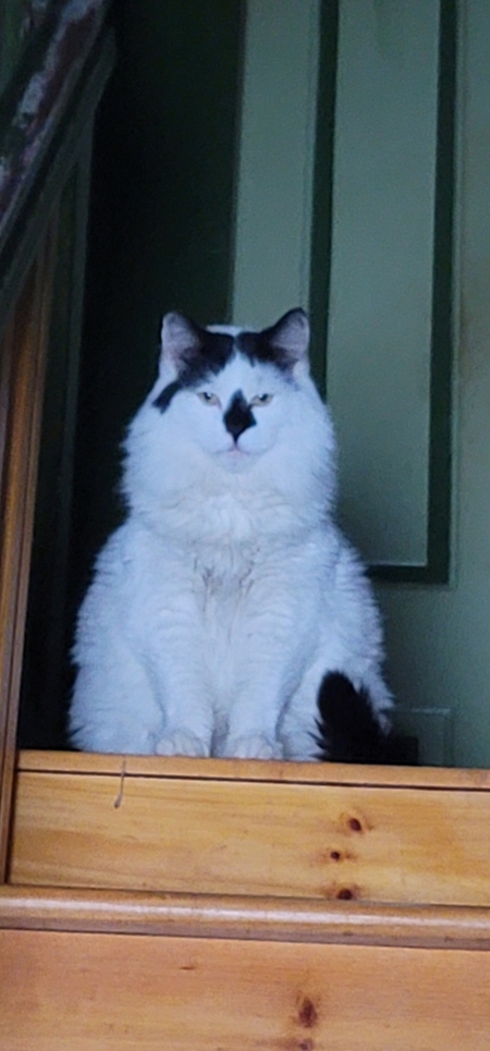 Entry image for TIPPY. Clicking this image will show a larger photo