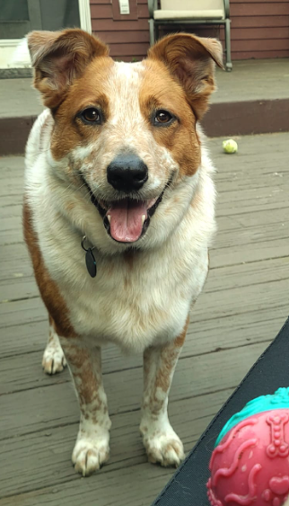 Entry image for Rezzi. Clicking this image will show a larger photo