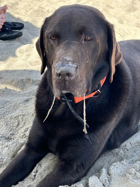 Entry image for Porter . Clicking this image will show a larger photo