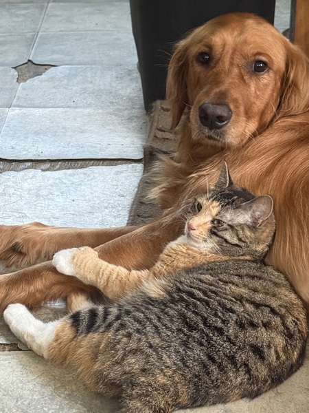 Entry image for Dusty. Clicking this image will show a larger photo