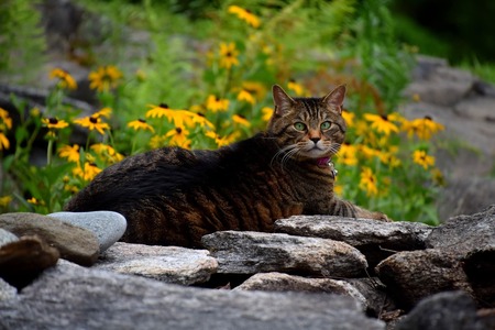 Entry image for Shima . Clicking this image will show a larger photo