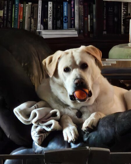 Entry image for Youppi. Clicking this image will show a larger photo