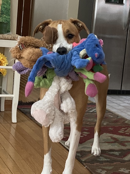 Entry image for Freya. Clicking this image will show a larger photo