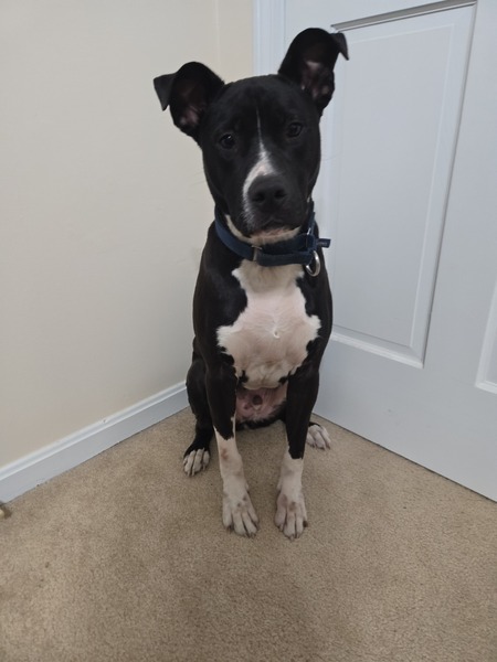 Entry image for Scooter . Clicking this image will show a larger photo