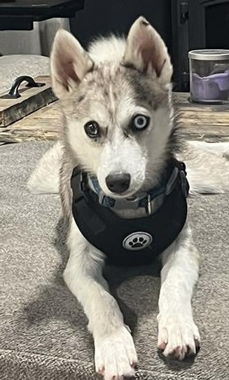 Entry image for Finley. Clicking this image will show a larger photo