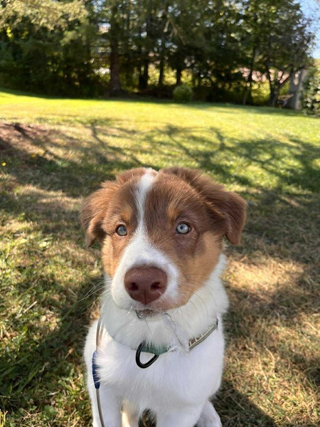 Entry image for Finn. Clicking this image will show a larger photo