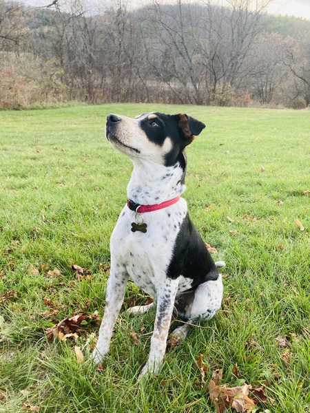 Entry image for Nugget . Clicking this image will show a larger photo