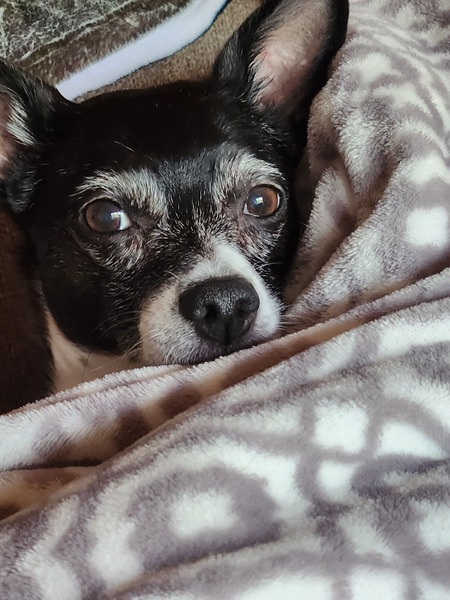 Entry image for Misha. Clicking this image will show a larger photo