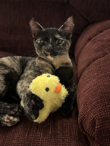 Entry image for Maple. Clicking this image will show a larger photo