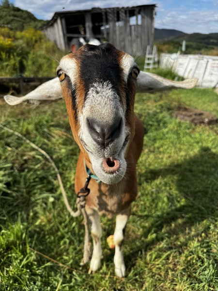 Entry image for Blueberry. Clicking this image will show a larger photo