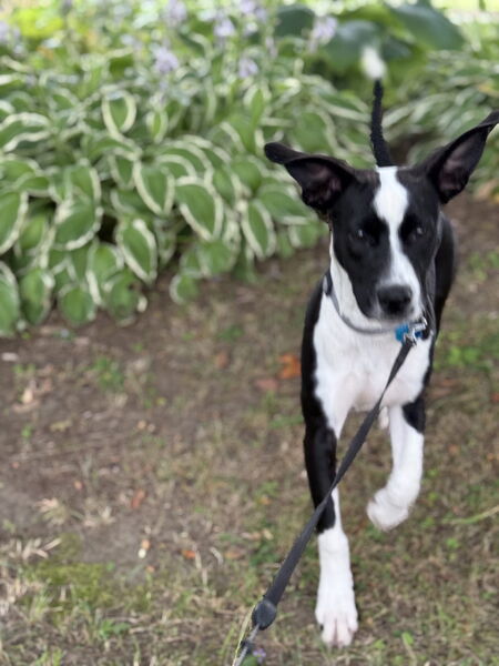 Entry image for Jersey Girl. Clicking this image will show a larger photo