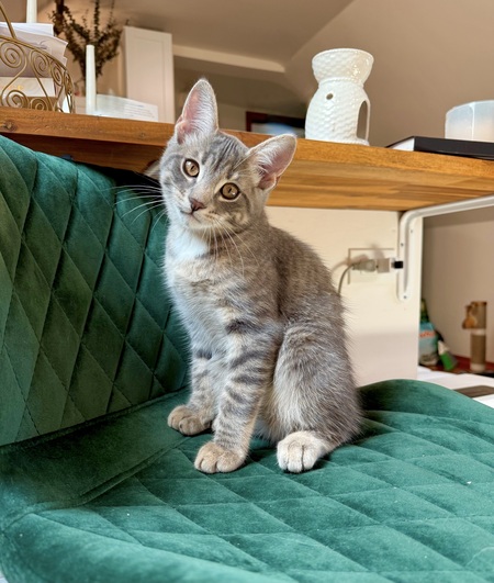 Entry image for Nimbus. Clicking this image will show a larger photo