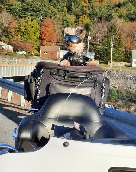 Entry image for Mokie. Clicking this image will show a larger photo